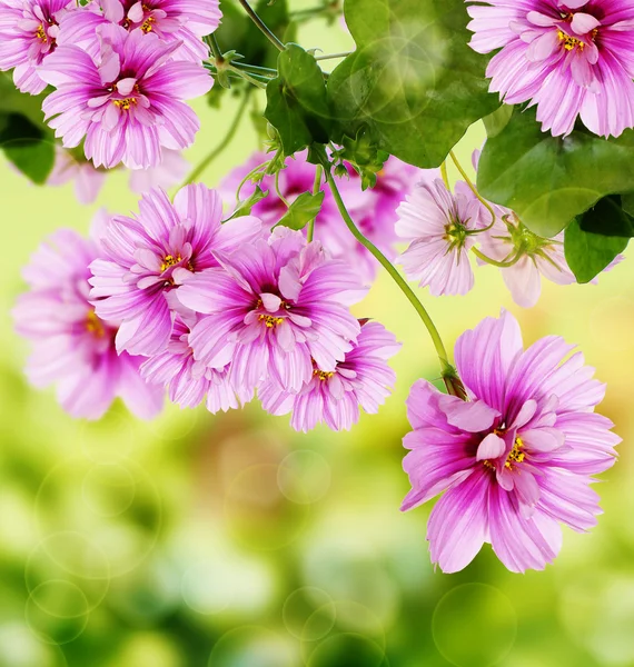 Diseño decorativo de flores de verano —  Fotos de Stock