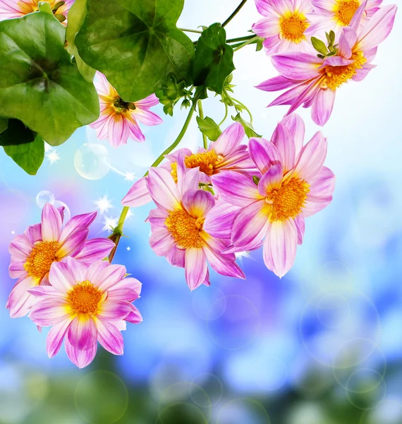 Decorative garden beautiful flowers — Stock Photo, Image