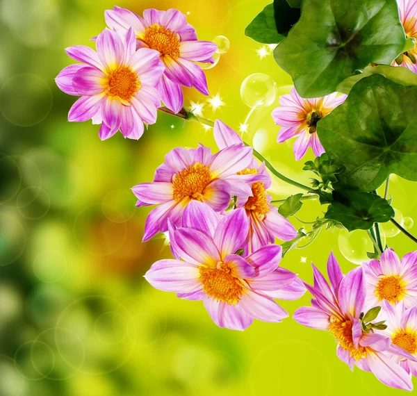 Jardín decorativo hermosas flores —  Fotos de Stock