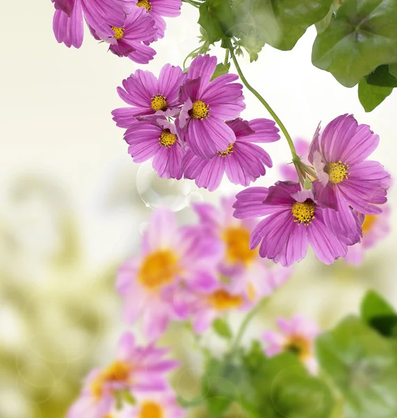 Dekorativa trädgården vackra blommor — Stockfoto