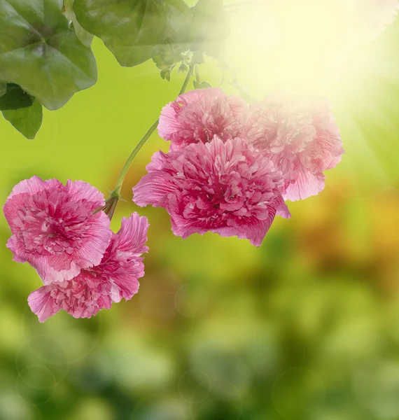 Декоративный сад красивые цветы — стоковое фото
