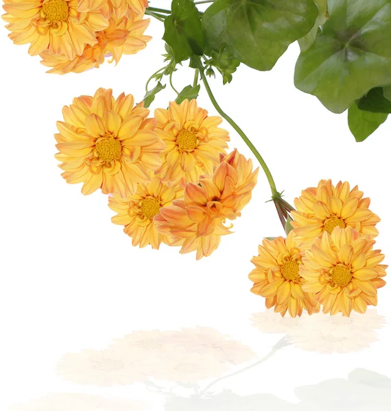 The decorative yellow dahlia — Stock Photo, Image