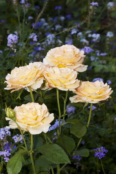 装饰花园的美丽花儿玫瑰 — 图库照片