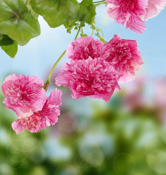 Jardín decorativo hermosas flores rosas —  Fotos de Stock