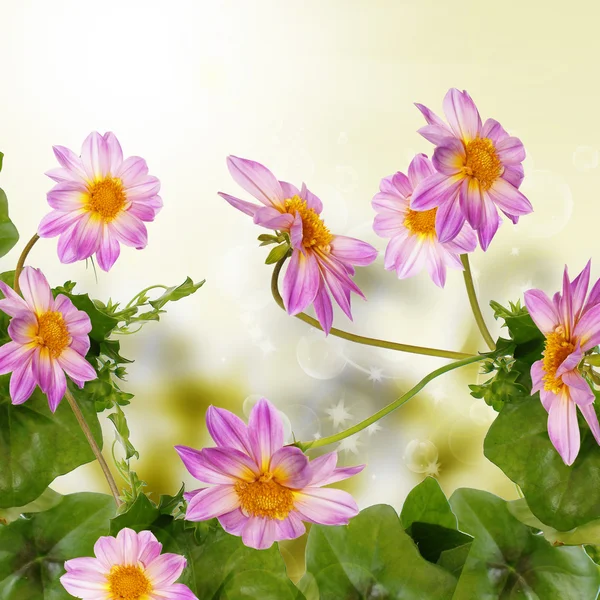 Flower garden beautiful design — Stock Photo, Image