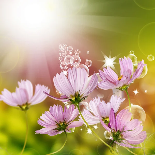 Flower garden beautiful design — Stock Photo, Image