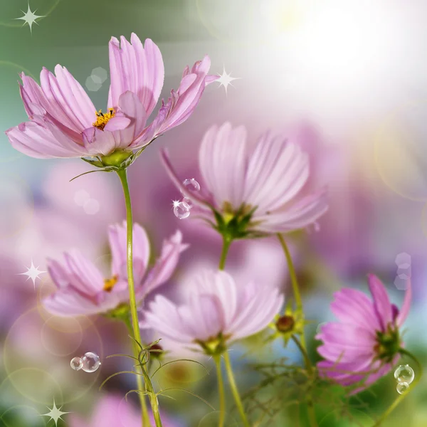 Λουλούδι στον κήπο όμορφο σχεδιασμό — Φωτογραφία Αρχείου