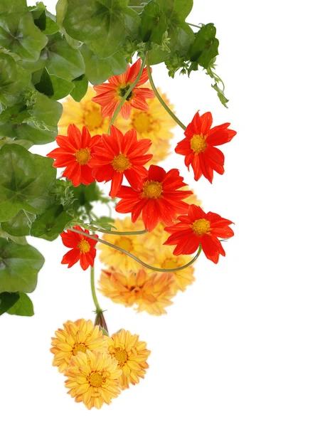 Blumen dekorativ schöne Karte — Stockfoto