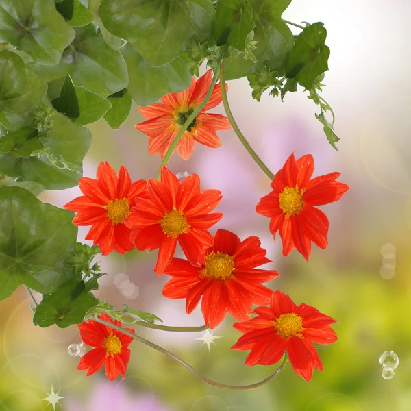 Çiçek dekoratif güzel tasarım — Stok fotoğraf