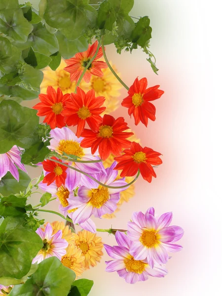 Fleurs belle carte décorative — Photo