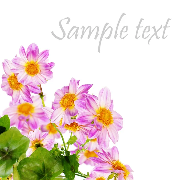 Flowers decorative beautiful card — Stock Photo, Image