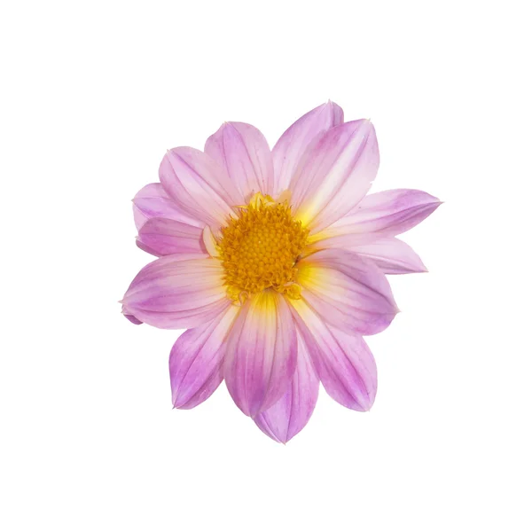 Dekorativní krásný růžový květ — Stock fotografie