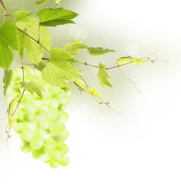 Bouquet de raisins verts sur fond blanc — Photo