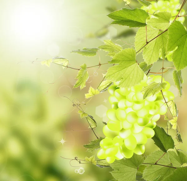 緑のブドウの束 — ストック写真