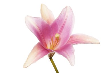 hafif Pembe çiçek lily