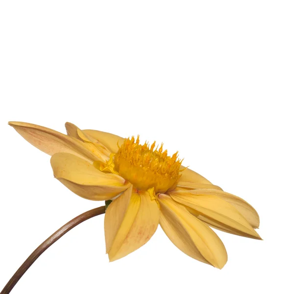 Διακοσμητικό όμορφο κίτρινο λουλούδι — Φωτογραφία Αρχείου