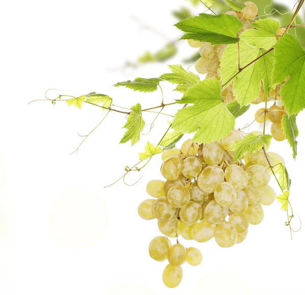 Bunch of green ripe grapes — Stock Photo, Image