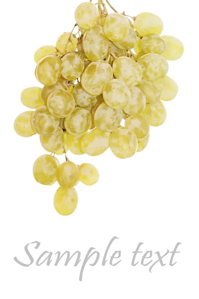 Wiązka zielony dojrzałych winogron — Zdjęcie stockowe