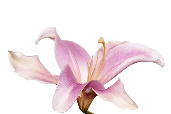 Ανοικτό ροζ λουλούδι κρίνος — Φωτογραφία Αρχείου