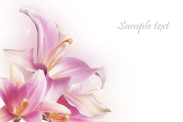 Light pink flower lily — Stock Photo, Image