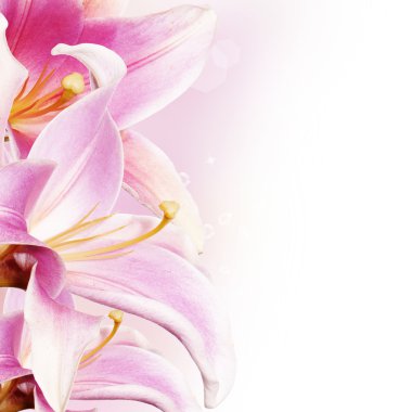 güzel çiçekler kenarlık