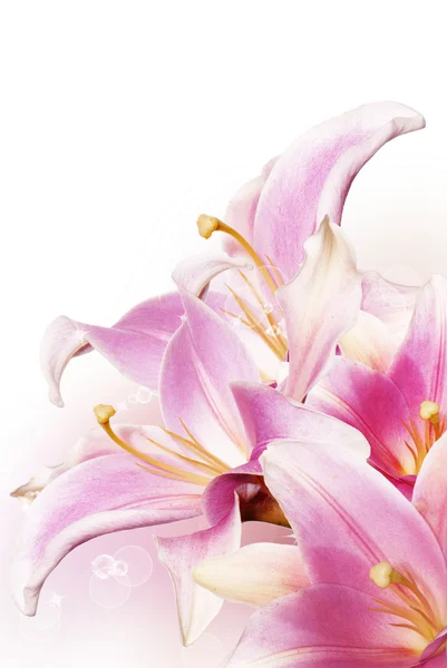 Decoratieve mooie roze lily — Stockfoto