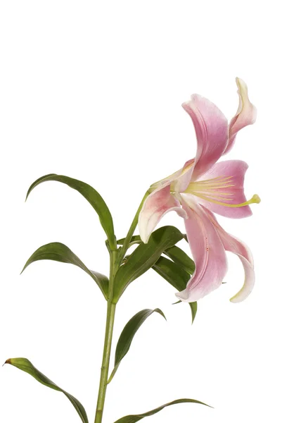 Красивая декоративная светло-розовая лилия — стоковое фото