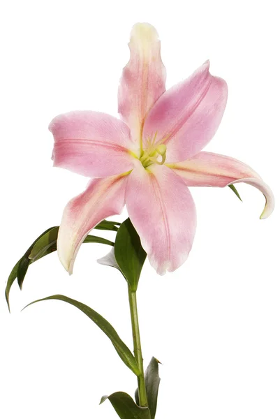 Mooie decoratieve licht roze lily — Stockfoto