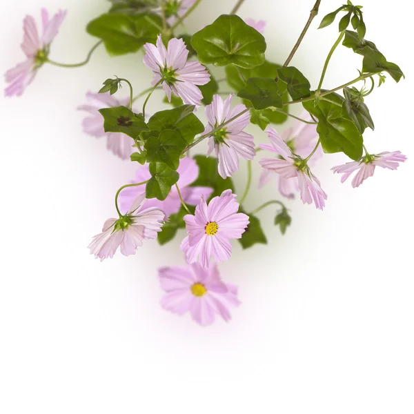 Pink flower design — Stock Photo, Image
