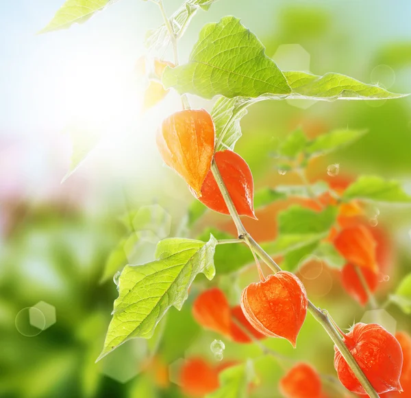 Vacker höst natur sol bakgrund — Stockfoto