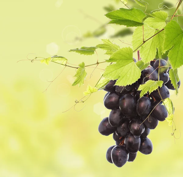 Куча чёрного спелого винограда — стоковое фото