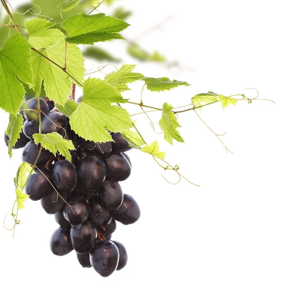 Cacho de uvas pretas sobre um fundo branco — Fotografia de Stock