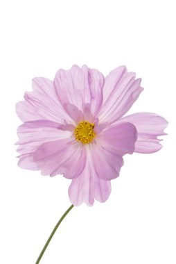 Beyaz arka planda güzel pembe bir çiçek