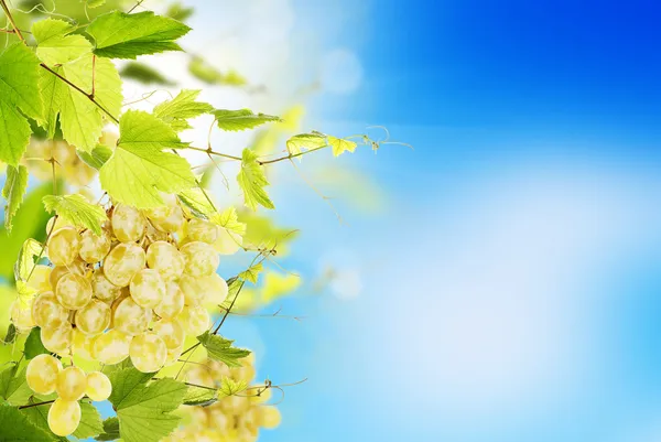Ramo de uvas verdes en un cielo azul hermoso —  Fotos de Stock