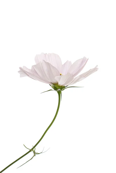 Vacker rosa blomma — Stockfoto