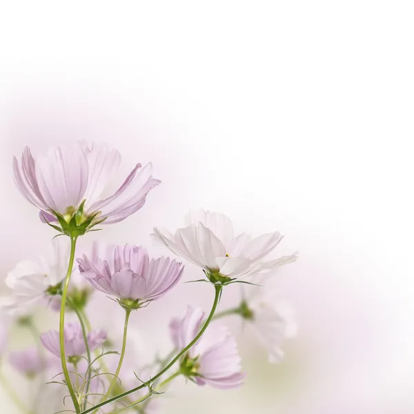 Mooie velden bloemen — Stockfoto