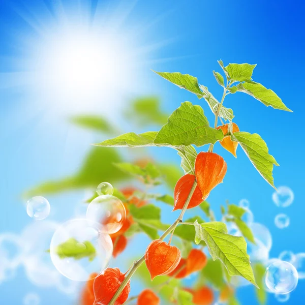 Summer beautiful nature background — Stock Photo, Image