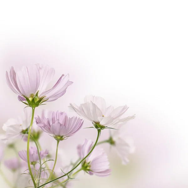 Lindos campos flores — Fotografia de Stock