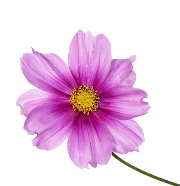 Vacker rosa blomma — Stockfoto