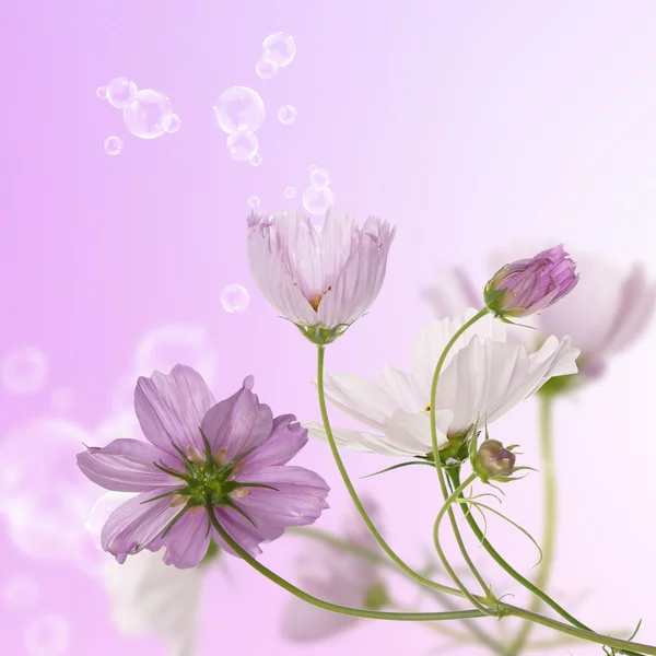 Blomsterdesign — Stockfoto