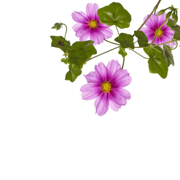 Prachtige flora ontwerp — Stockfoto
