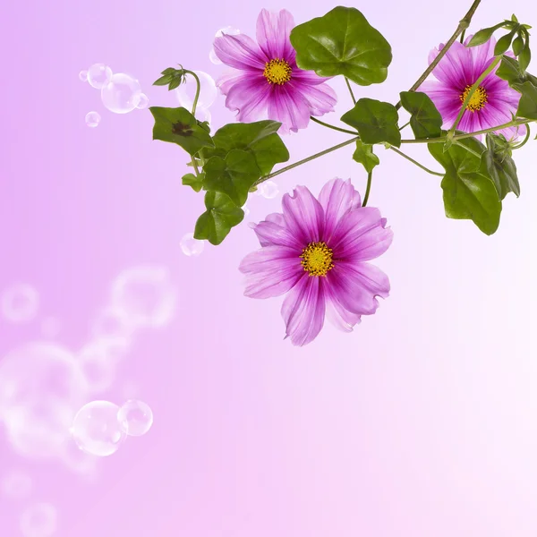 Beautiful flora design — Stock Photo, Image