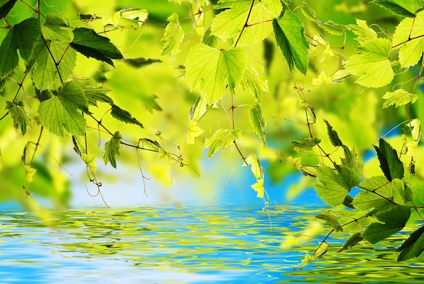 Fondo de naturaleza de verano — Foto de Stock