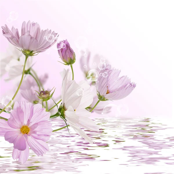 Decorative pink flowers in water Stock Image