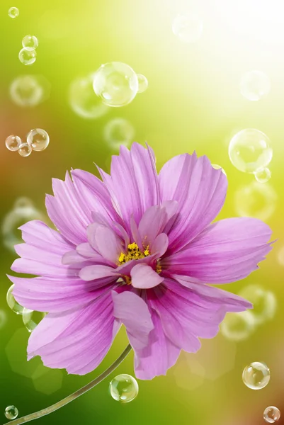 Pink decorative beautiful flower — Stock Photo, Image