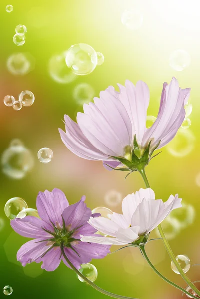 Pembe dekoratif güzel çiçekler — Stok fotoğraf