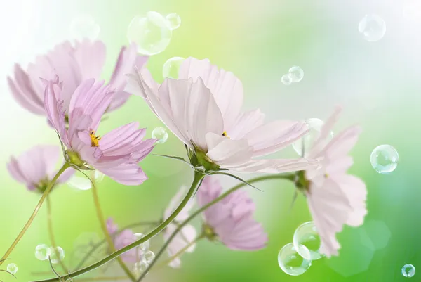 Pink decorative beautiful flowers — Stock Photo, Image