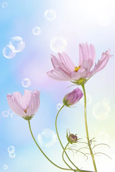 Rózsaszín dekoratív gyönyörű virágok — Stock Fotó