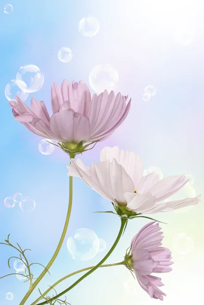 Pink decorative beautiful flowers — Stock Photo, Image