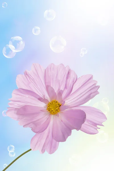 Pink decorative beautiful flower — Stock Photo, Image